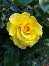 Close-up of yellow rose