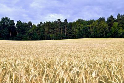 Scenic view of wheat field against sky