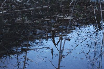 Trees growing in forest against sky
