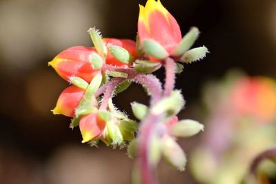 Close-up of pink flowers blooming outdoors