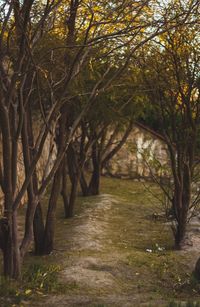 Trees in forest