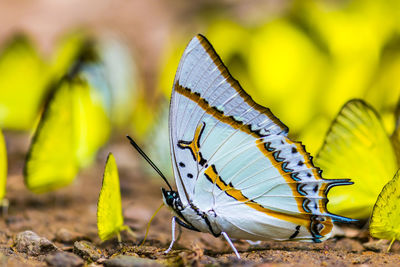 Close-up of butterfly pollinating flower