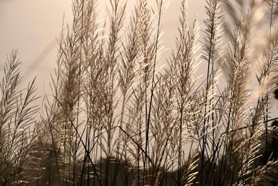 Close-up of wheat growing on field against sky
