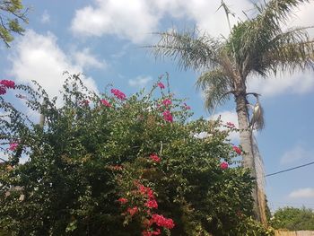 Low angle view of pink flowering plant against sky