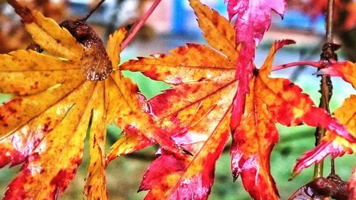 Close-up of maple leaf on tree during autumn