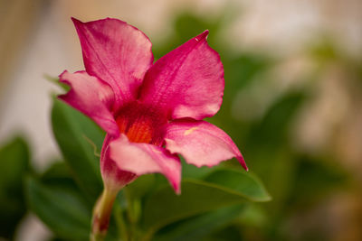 Close-up of pink rose flower