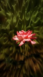 Close-up of red flowers