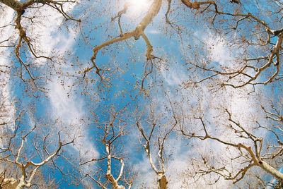 Full frame shot of plants against blue sky