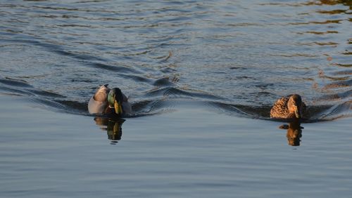 Mallard ducks swimming in lake