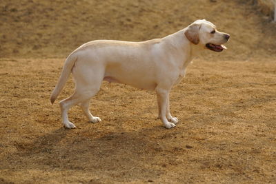 Dog on dirt road