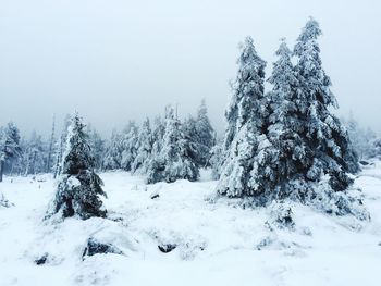 Trees on snow covered land against clear sky