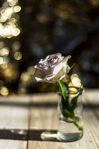Close-up of white rose on table
