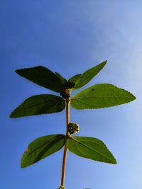 Low angle view of plant against blue sky