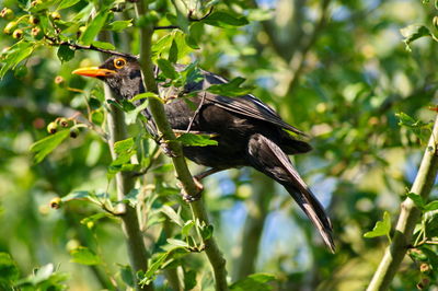 Bird perching on a branch