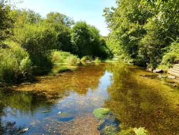 Scenic view of river amidst trees against sky