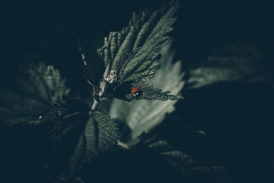 Close-up of ladybug on plant