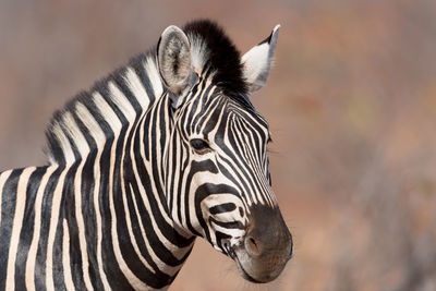 Close-up of a zebra