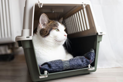 pet