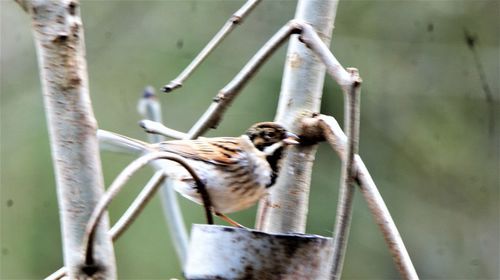 Close-up of birds perching on metal