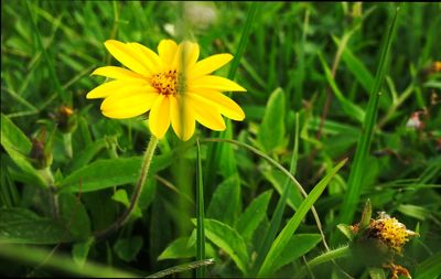 Close-up of yellow flower blooming in field