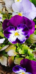 Close-up of purple iris flower