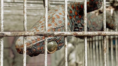 Close-up of gecko and metallic gate. 