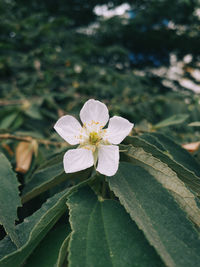 Close-up of white flowering plant