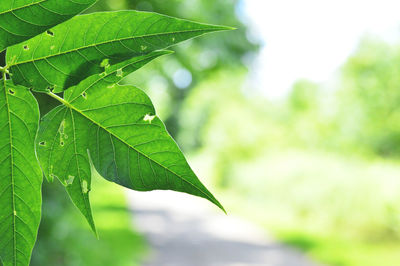 Close-up of green leaf