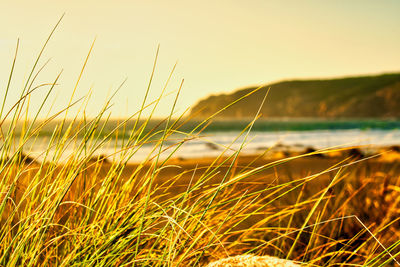 Grass growing on field by sea against sky