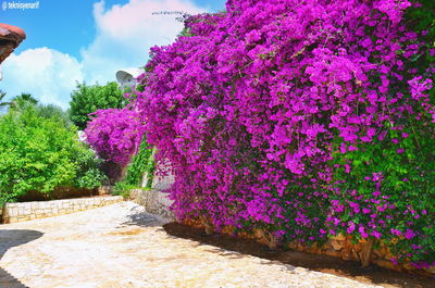 Pink flowering plants and trees in park