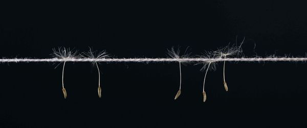 Close-up of clothespins hanging against black background