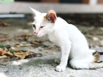 Portrait of white cat sitting outdoors