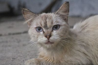 Close-up portrait of cat