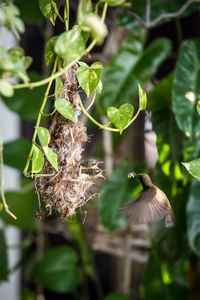 Bird feeding young animals in nest on tree