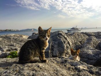 View of a cat sitting on rock