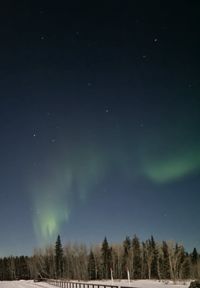 Low angle view of trees against sky at night