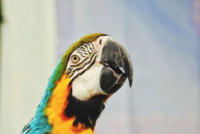 Close-up of gold and blue macaw