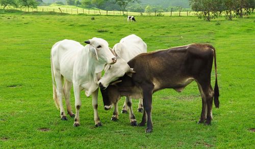 Cows grazing on field