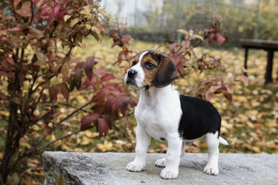 Dog standing outdoors