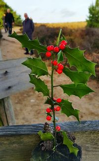 Close-up of red berries growing on tree
