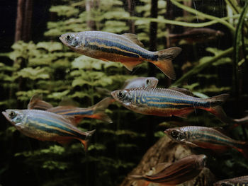 Close-up of fish swimming in aquarium