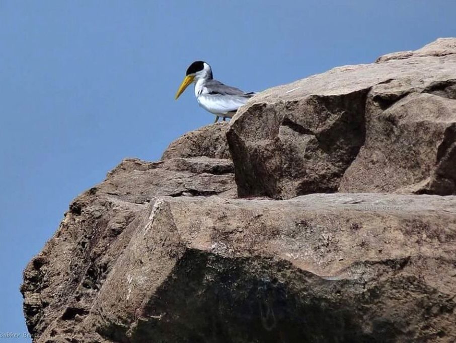 bird, animal themes, animals in the wild, wildlife, one animal, low angle view, clear sky, rock - object, blue, seagull, flying, rock formation, perching, nature, rock, day, outdoors, copy space, no people, sky