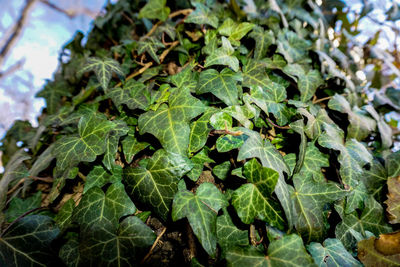 Close-up of plants