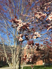 Low angle view of flowers blooming on tree