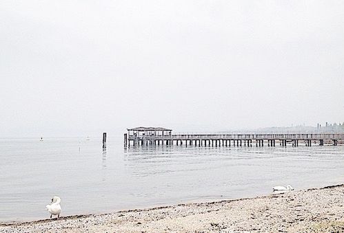 SILHOUETTE OF BIRDS PERCHING ON PIER