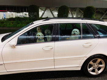 Car on street seen through glass window