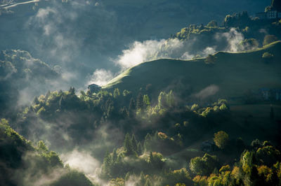 Panoramic view of trees against sky