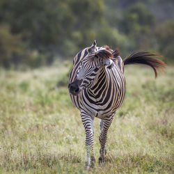 Zebras in a field