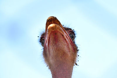 Close-up of a bird