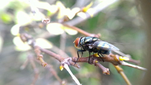 Close-up of insect on flower